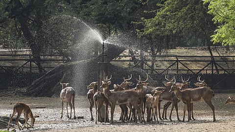 டெல்லியில் 2024-25 ஆண்டில் 1,370 வன விலங்குகள் மீட்பு