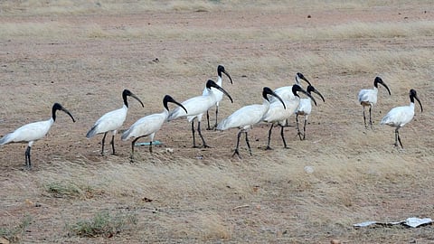 பறவைகள் கணக்கெடுப்பு பணி: பங்கேற்க வனத்துறை அழைப்பு