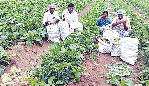 பாரெங்கும் பயிர்த்தொழில் - 1