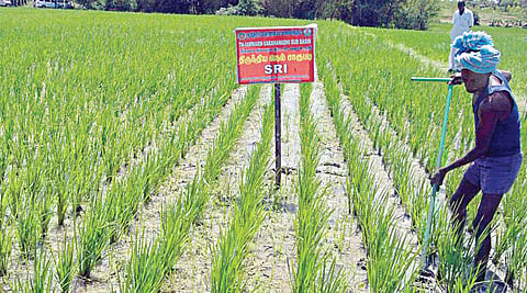 இயந்திரக் களையெடுப்பு (கோப்புப் படம்)