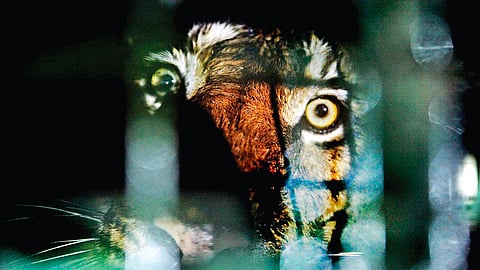 படங்கள்: செந்தில்குமரன்