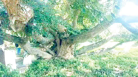 குலசேகரன்பட்டினம் அருகே மண்ணில் புதையுண்ட நிலையில் காணப்படும் நீண்ட ஆயுள் கொண்ட ‘ஆயி’ மரம்.