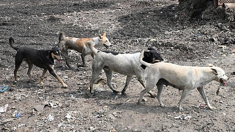 கோப்புப்படம்