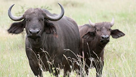 பிரதிநிதித்துவப் படம்