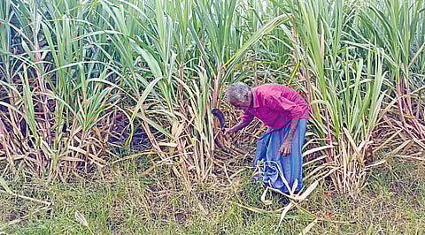காஞ்சி, செங்கை மாவட்டங்களில் குறைந்து வரும் கரும்பு சாகுபடி!