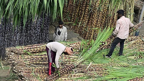பொங்கல் கரும்பு