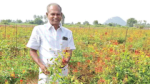 செம லாபம் தரும் செங்காந்தள் சாகுபடி: ரிஸ்க் எடுக்கத் தயாரா?