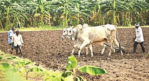 திசைதேடும் விவசாயம் | பாரெங்கும் பயிர்த்தொழில் - 2