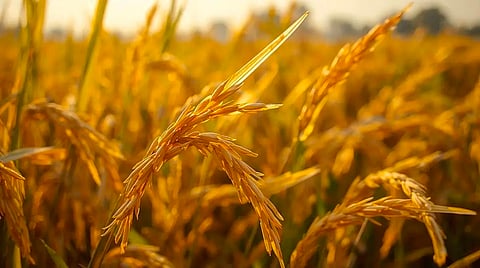 சீனாவை பின்னுக்கு தள்ளி அரிசி உற்பத்தியில் இந்தியா முதலிடம்