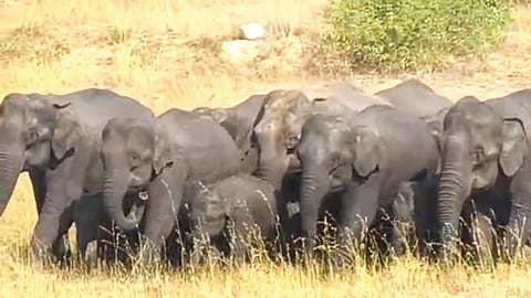 கெலமங்கலம் அருகே அதிக குட்டிகளுடன் கூட்டமாக சுற்றும் பெண் யானைகள். (கோப்பு படம்)