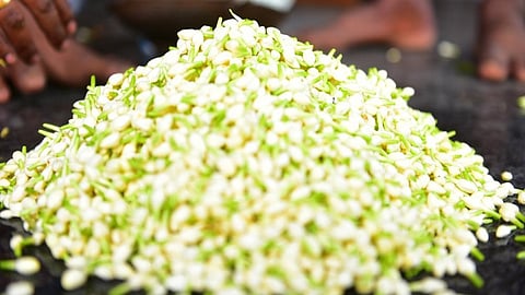 ஒரு கிலோ ரூ.8500 - நிலக்கோட்டையில் மல்லிகைப் பூ விலை உச்சம்!