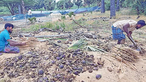 எட்டயபுரம் அருகே அயன்வடமலாபுரம் பகுதியில் விளைந்த பனங்கிழங்குகளை அறுவடை செய்யும் தொழிலாளர்கள்.