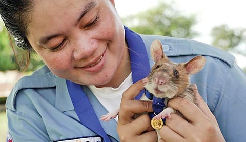 கண்ணிவெடி வீரன் மகாவா! | வரலாறு முக்கியம் மக்களே! - 33