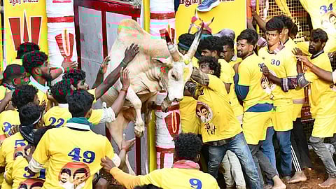 அவனியாபுரம் ஜல்லிக்கட்டு கோலாகலம்: வாடிவாசலில் சீறிப்பாயும் காளைகளை அடக்கும் காளையர்கள்!