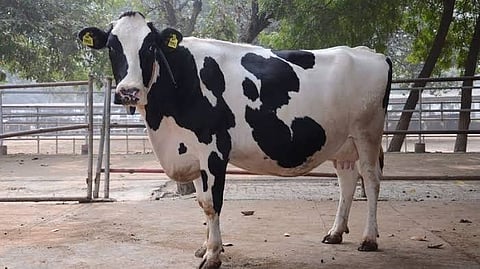 பால் உற்பத்தியை அதிகரிக்க 2 புதிய கலப்பின பசுக்கள்