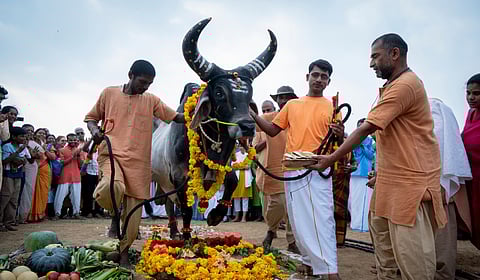 ஈஷாவில் பொங்கல் விழா கொண்டாட்டம் கோலாகலம்!
