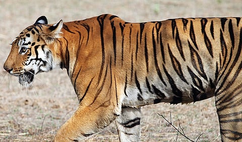 புலி செயல்திட்டம் உருவாக்கிய மாற்றம் | காடு என்ன சொல்கிறது? 8