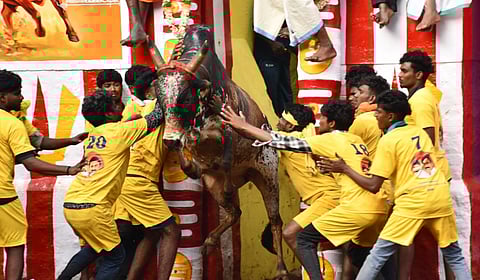 அலங்காநல்லூர் ஜல்லிக்கட்டு கோலாகலம்: துள்ளிப் பாயும் காளைகள்... அடக்கி அசத்தும் வீரர்கள்!