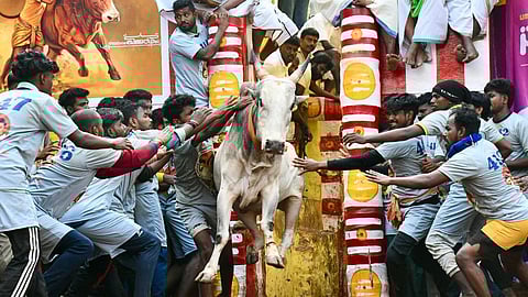 தெறிக்கவிட்ட காளைகள்... தீரம் காட்டிய காளையர்கள்! - அலங்காநல்லூர் ஜல்லிக்கட்டு க்ளிக்ஸ்