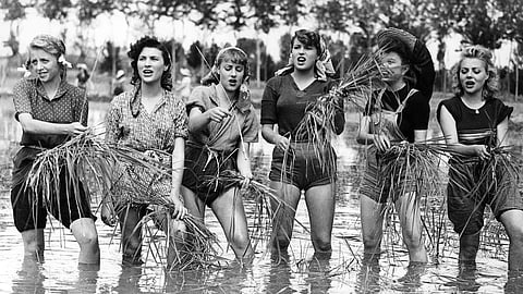 Bitter Rice: கசப்பு அரிசியும் பெண்களின் வாழ்க்கையும் | சினிமாவும் அரசியலும் 14