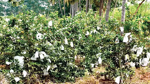 பூச்சிகள், பறவைகளிடம் இருந்து கொய்யாவை காக்க ‘பயோ பிளாஸ்டிக்’ பைகள்!
