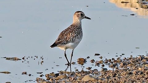 பண்ணவாடிக்கு வலசை வந்த அரிய வகை சாம்பல் உப்புக்கொத்தி பறவை!