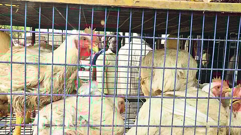 கிலோ ரூ.380 வரை விற்பனை: தமிழகத்தில் கோழி இறைச்சி விலை உயர்வு ஏன்?