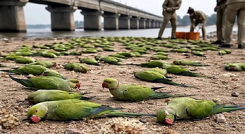 உயிரினங்களுக்கு உணவிடுதல்: நாம் எங்கிருக்கிறோம்?