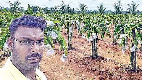 ஓசூரை அடுத்த உத்தனப்பள்ளியில் செய்யப்பட்டுள்ள டிராகன் சாகுபடி. (உள்படம்: கோபி)