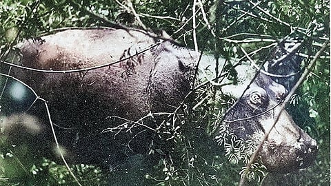 ஹுபெர்டாவின் பயணங்கள்! | வரலாறு முக்கியம் மக்களே! - 34