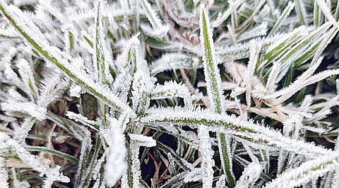 கொடைக்கானலில் புல்வெளியில் படர்ந்துள்ள உறைபனி.