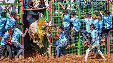 ஜல்லிக்கட்டு போட்டி விதிகளை தளர்த்தியது தமிழக அரசு!