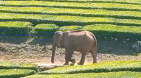 மேகமலை ஹைவேவிஸ் தேயிலை தோட்டத்தில் வலம் வந்த காட்டுயானை.