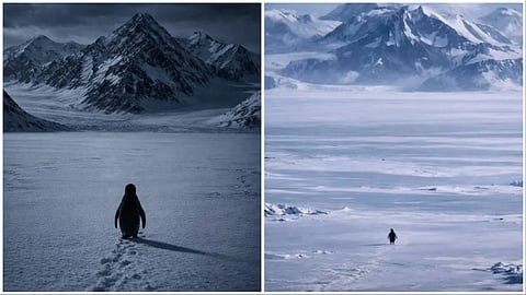 நெகிழவைக்கும் ‘தனிமை பென்குயின்’ - வைரல் வீடியோவின் பின்னணி என்ன?