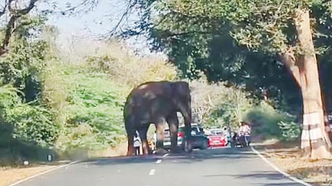 ஒகேனக்கல் வனச் சாலையில் நடமாடும் யானைகள் - ‘செல்பி’ எடுப்பதை தவிர்க்க அறிவுரை