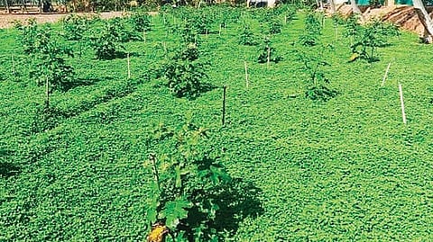 ஓசூரில் இருந்து மலேசியா, சிங்கப்பூருக்கு ஏற்றுமதியாகும் சுண்டைக்காய்!