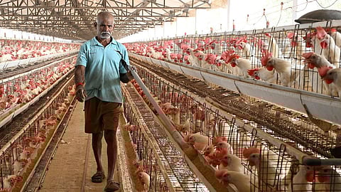 கறிக்கோழிப் பண்ணைத் தொழில்: களையப்படட்டும் சிக்கல்கள்!