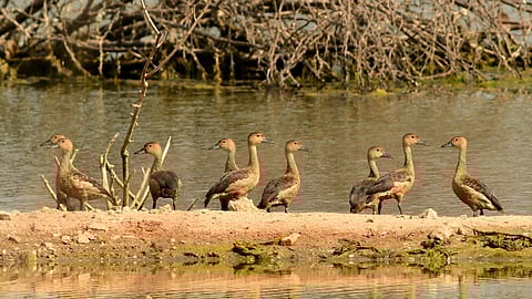 எலத்தூர் பல்லுயிர் தலத்தில் பறவைகளுக்கு சிக்கல்!