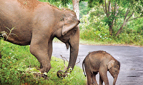 யானை எனும் பேரறிவு | காடு என்ன சொல்கிறது? - 9