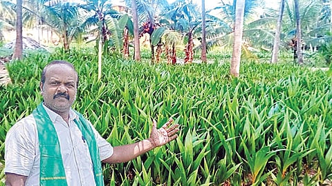 அரசம்பட்டியில் உற்பத்தி செய்யப்படும் தென்னங்கன்றுகள். (உள்படம்: ஜே.கென்னடி)