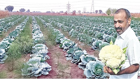 வண்ணம்புத்தூர் கிராமத்தில் சீனிவாசன் வயலில் விளைந்துள்ள முட்டைக்கோஸ் பயிர்கள்.(உள்படம்) காலிபிளவருடன் சீனிவாசன்.