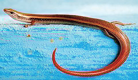 அரணை கடிக்குமா? | டிங்குவிடம் கேளுங்கள்