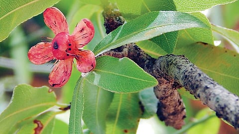 மிக்கி மவுஸ் எனும் செருந்தி