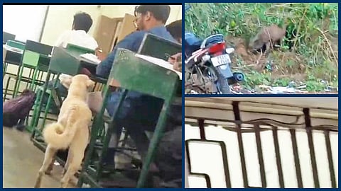 வகுப்பறைக்கும் உலாவும் நாய், பல்கலைக்கழக வளாகத்தில் மேயும் பன்றி, வகுப்பறையில் கம்பியில் செல்லும் பாம்பு