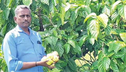 தனது தோட்டத்தில் விளைந்த நோனி பழங்களுடன் மணிகண்டன்