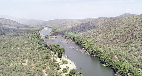 காவிரி வடக்கு வன உயிரின சரணாலயத்திற்கு உட்பட்ட அஞ்செட்டி வனச்சரகம் ராசி மணல் வழியாக செல்லும் காவிரி ஆறு. (கோப்பு படம்)