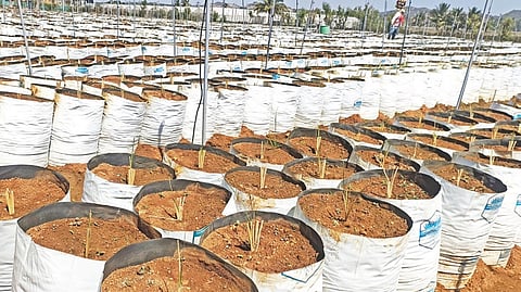 ஓசூர் அருகே டி.கொத்தப்பள்ளி பகுதியில் உள்ள தோட்டத்தில் பிளாஸ்டிக் கவரில் நடப்பட்டுள்ள வெட்டிவேர்.