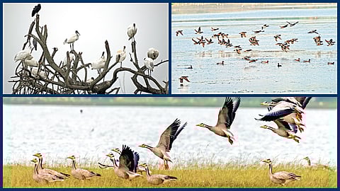 தென்காசி மாவட்டம் வாகைகுளத்தில் காணப்பட்ட கருந்தலை அன்றில்.| வெள்ளூர் கஸ்பா குளத்தில் காணப்பட்ட நாமத்தலை வாத்து.| மூலக்கரைப்பட்டி குளத்தில் காணப்பட்ட வரித்தலை வாத்து |