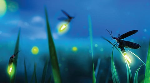 மின்மினி முதல் குவாண்டம் புள்ளி வரை | இயற்கையில் அறிவியல் 19