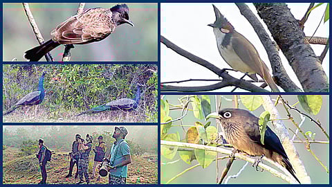 அஞ்சூர். வல்லம் பகுதியில் உள்ள காடுகளில் மயில்கள் உள்ளிட்ட பல்வேறு பறவைகளை கணக்கெடுத்த தன்னார்வலர்கள்.